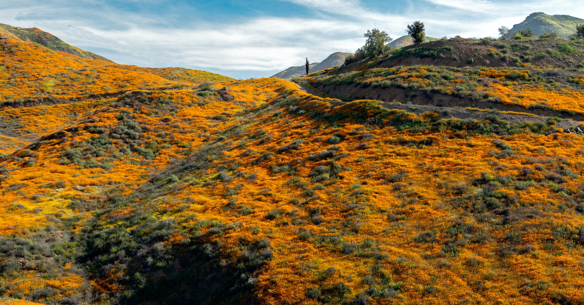 Top Tips for Catching the 2026 California Superbloom