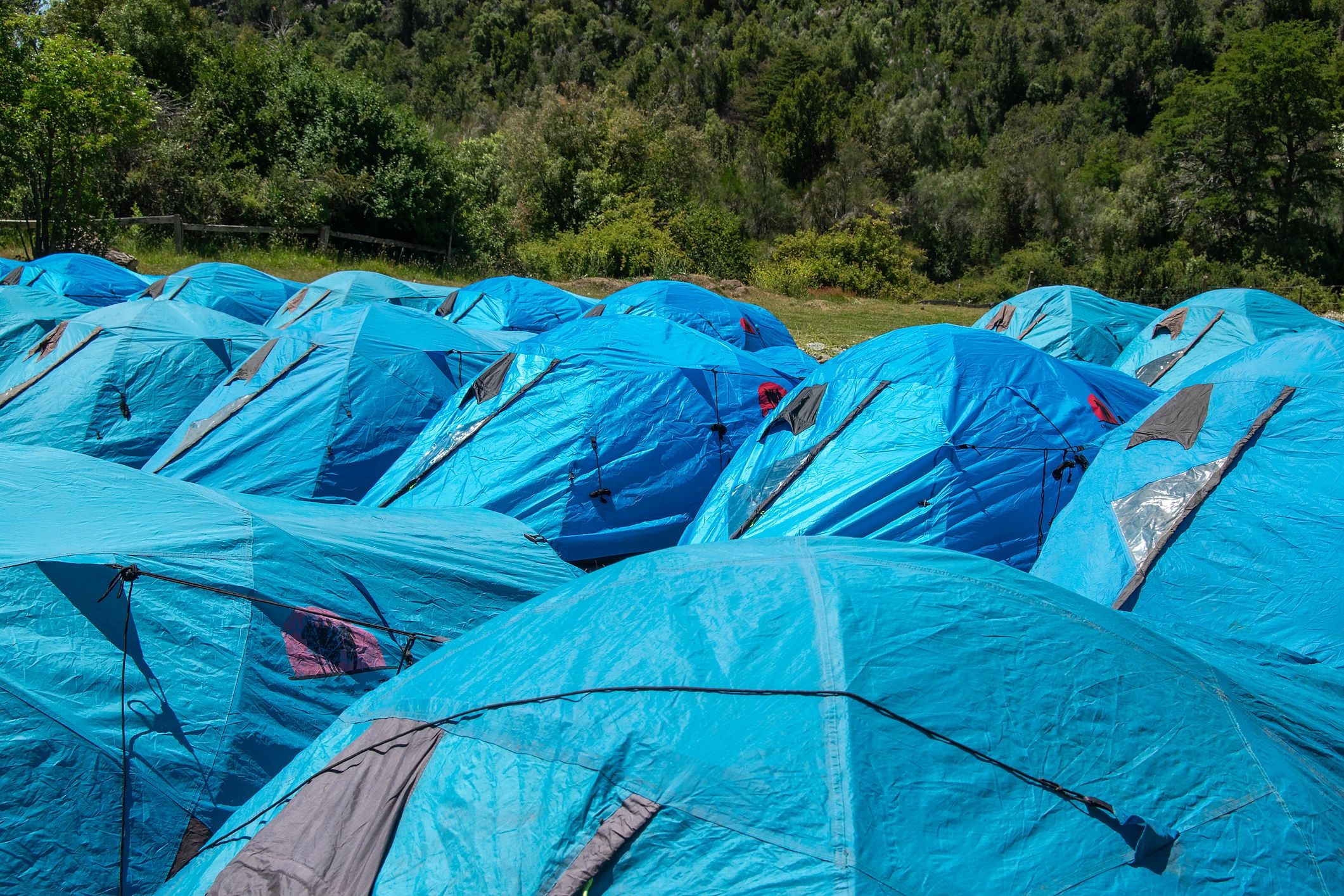 Camping tents set up in a forest