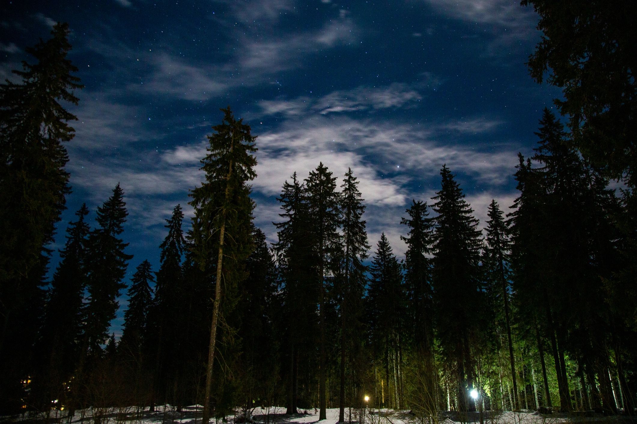 Pine forest under a starry night sky